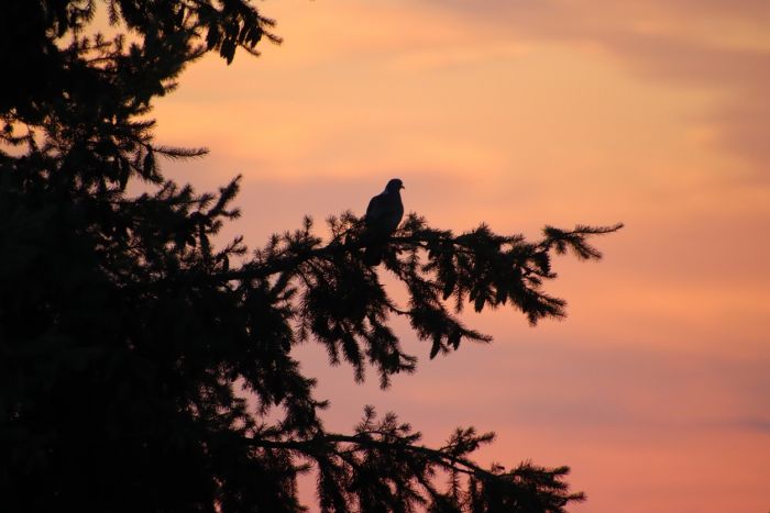 Kurz vor Sonnenaufgang
