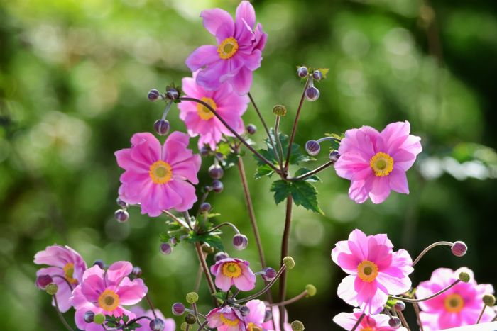 Herbstblumen
