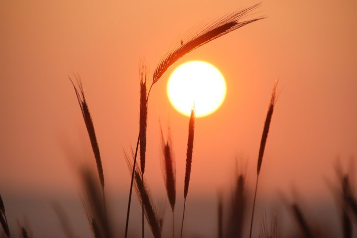 Sonnenaufgang im Juni