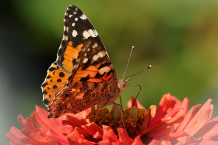 Schmetterling