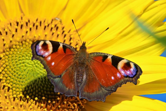 Schmetterling Schmetterling