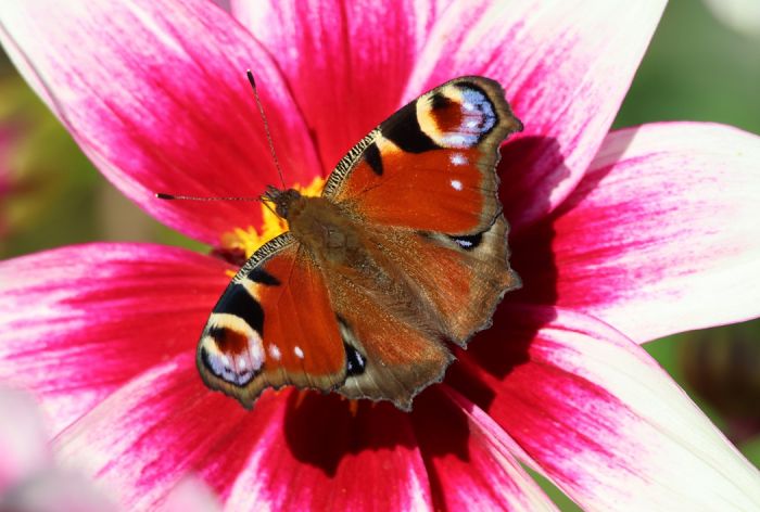 Schmetterling