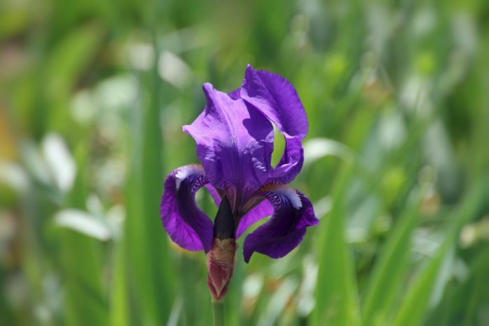 Iris