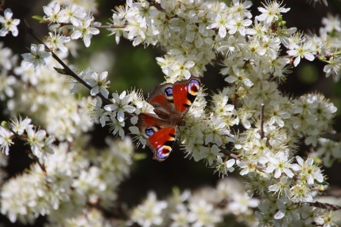 Schmetterling