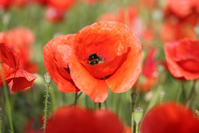 Mohn und Hummel