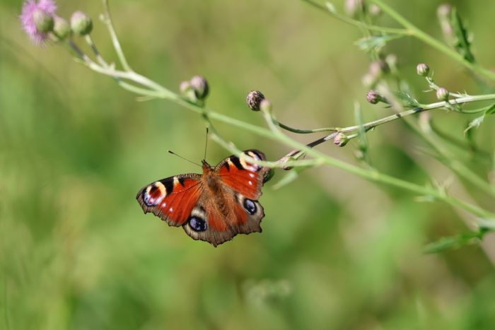 Schmetterling