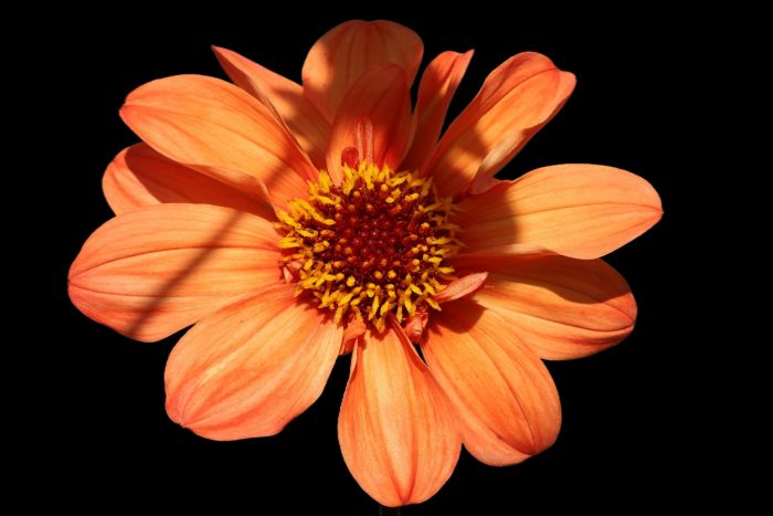 Blüte