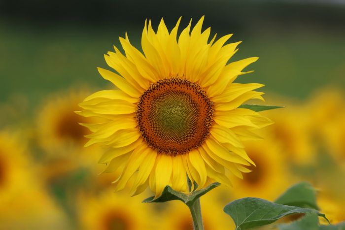 Sonnenblume