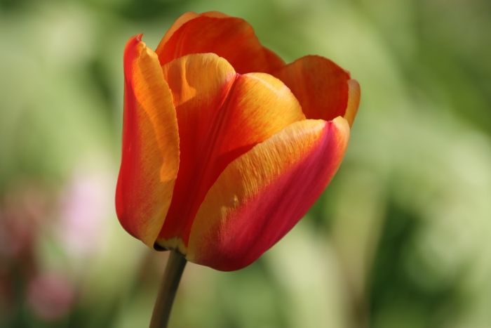 Tulpe