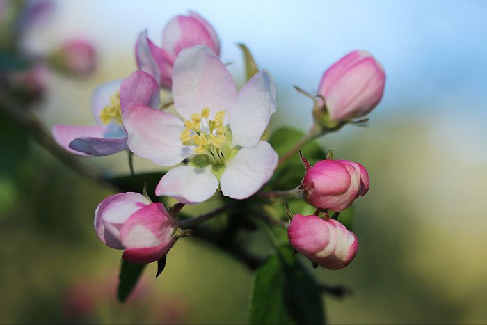 Apfelblüten