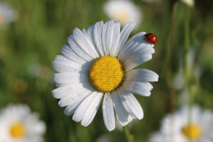 Marienkäfer