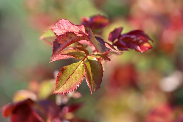 Blätterknospen Blätterknospen