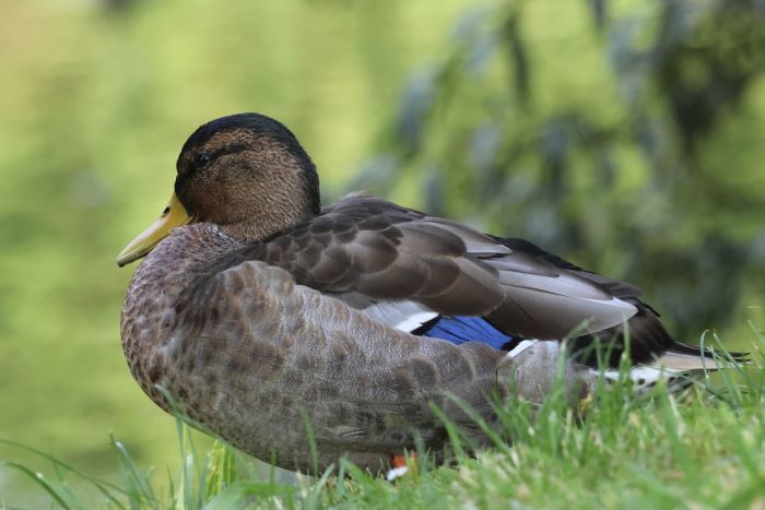 Ente