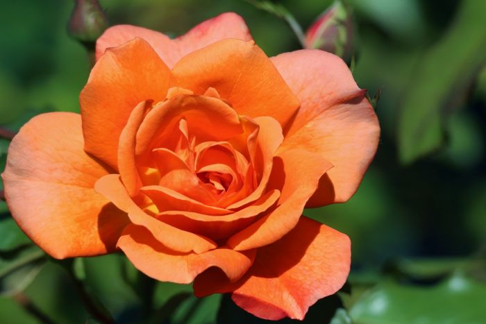 Rose Rose