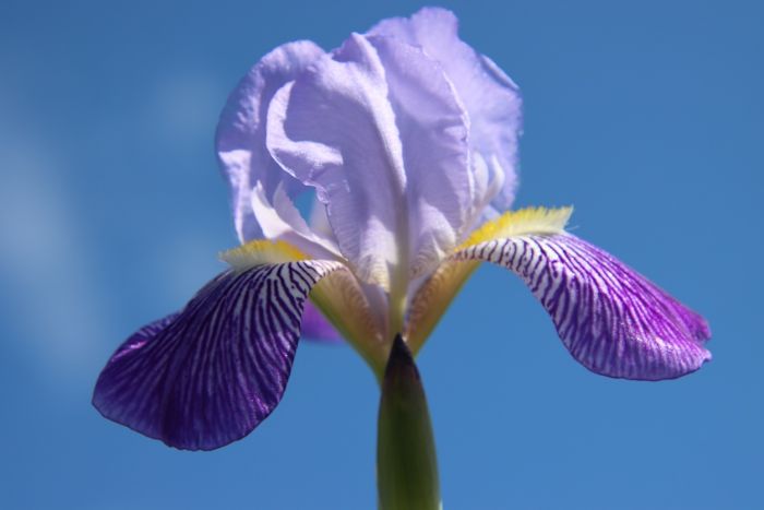 Iris