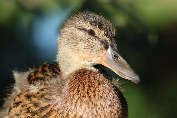 Ente