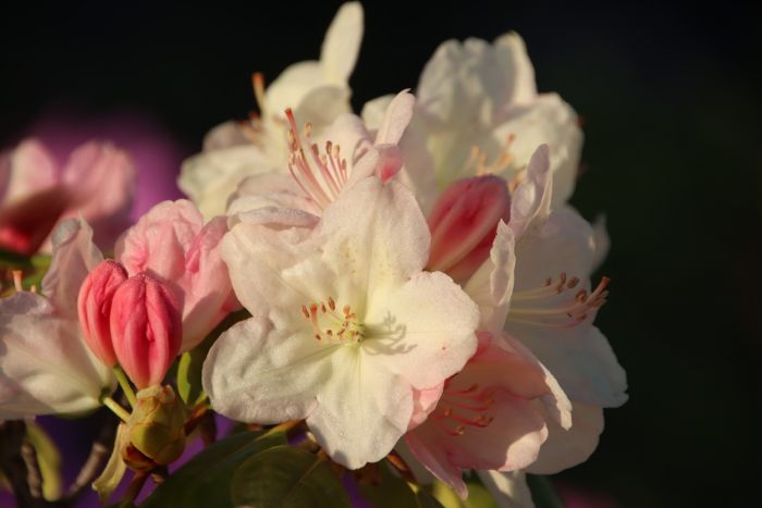 Blüten