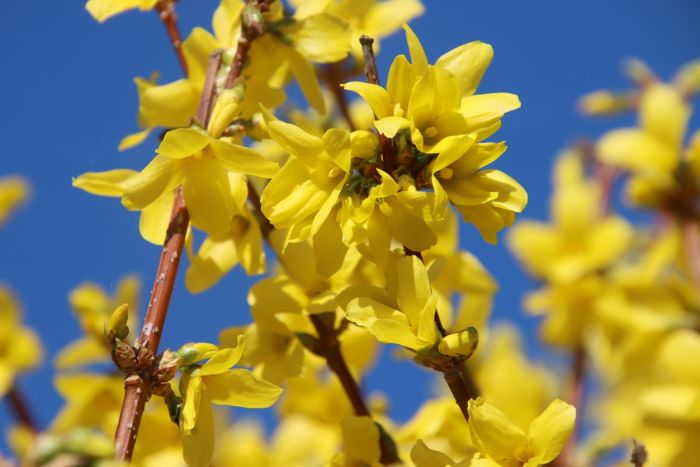 Forsythie