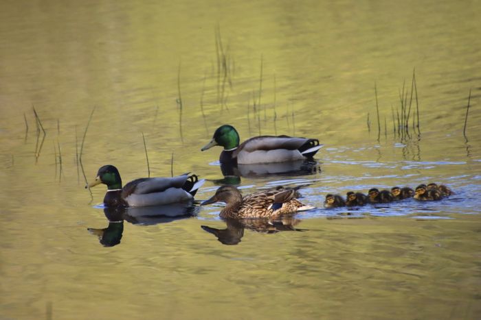Enten