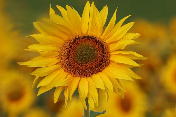 Sonnenblume