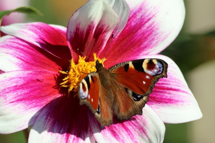 Schmetterling