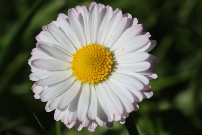 Gänseblümchen