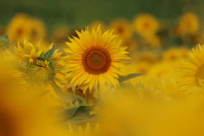 Sonnenblume