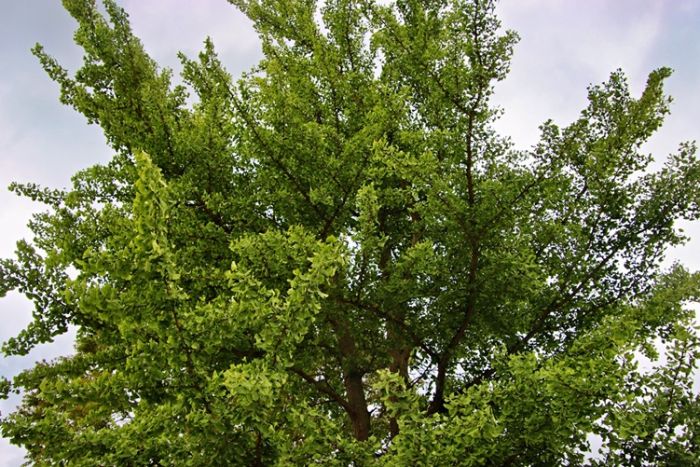 Ginkgo