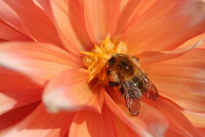 Hummel