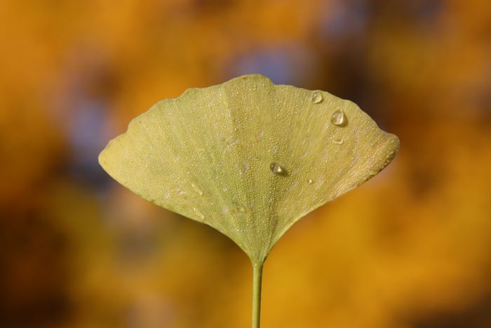 Ginkgo