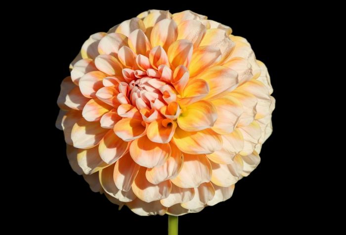 Dahlie