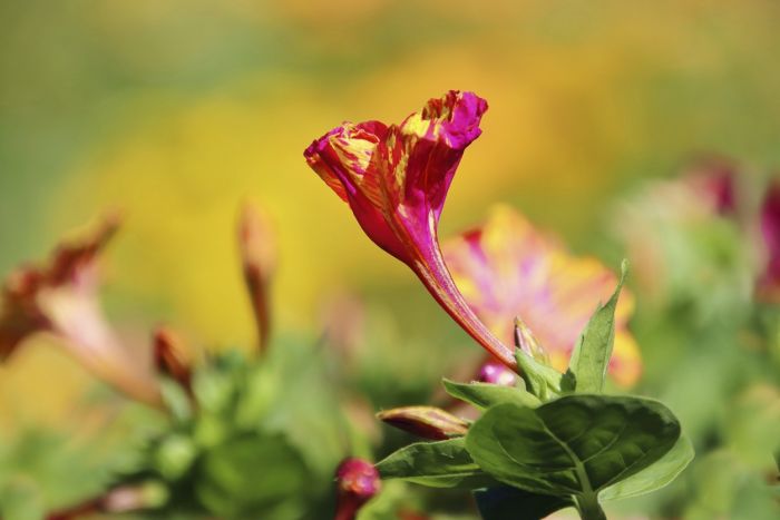 Blüte