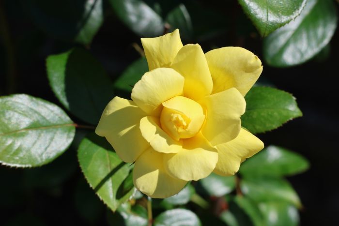 Rose