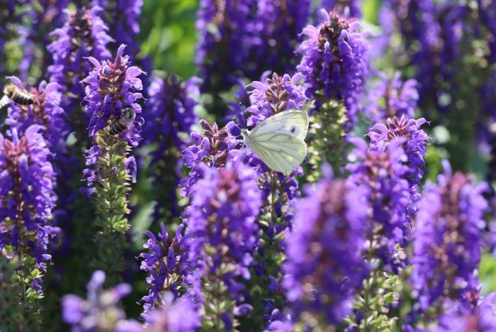 Schmetterling