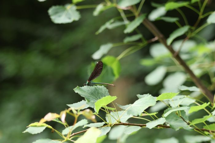 Libelle