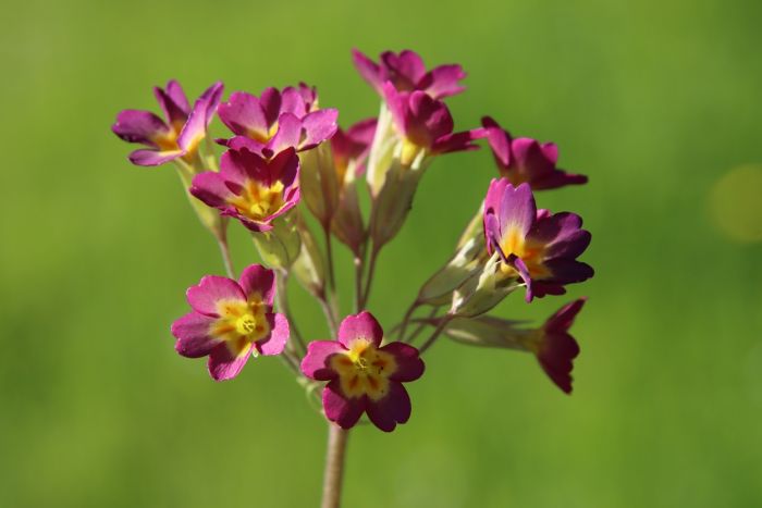 Schlüsselblume