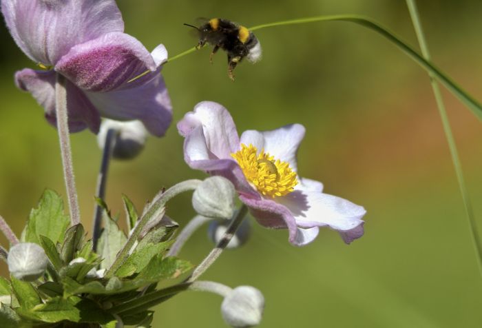 Hummel