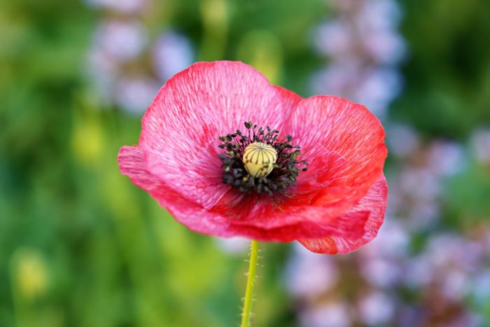 Mohnblume Mohnblume