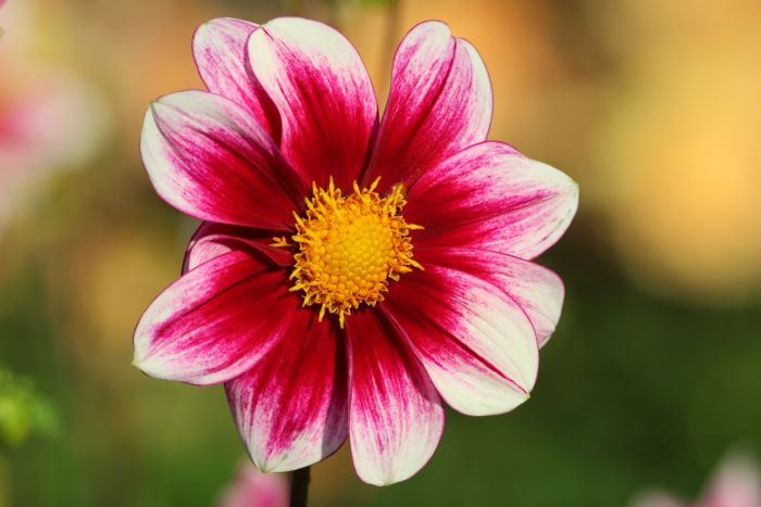 Dahlie