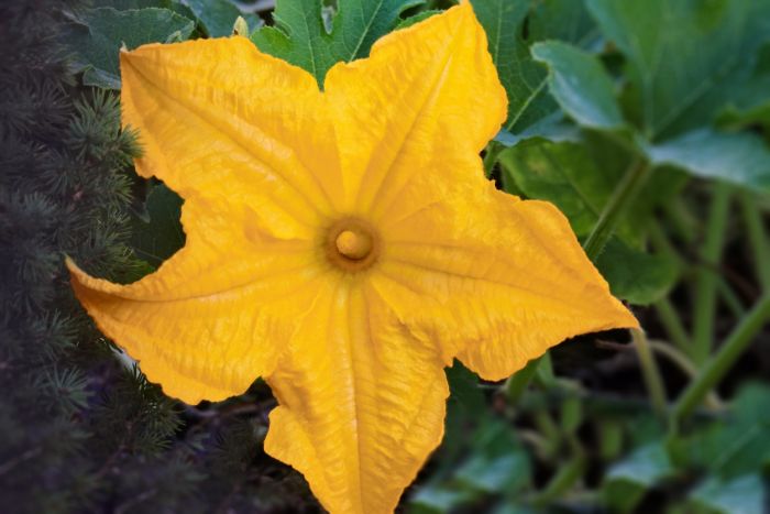 Blüte