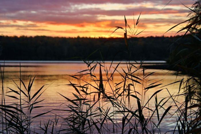 Gräser am See Gräser am See