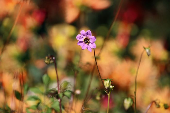 Zarte Impressionen Zarte Impressionen