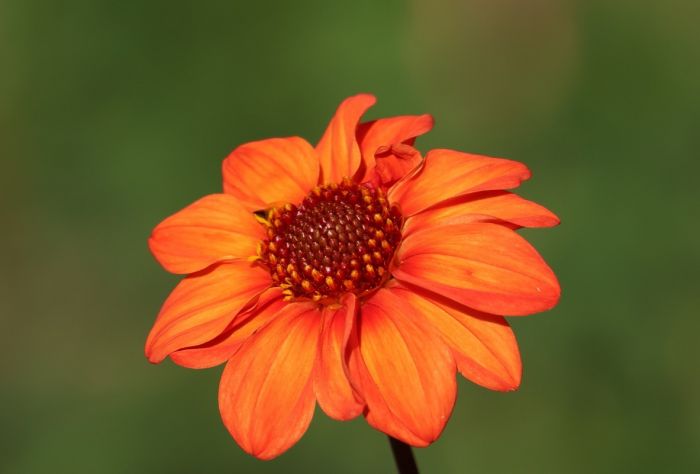Dahlie