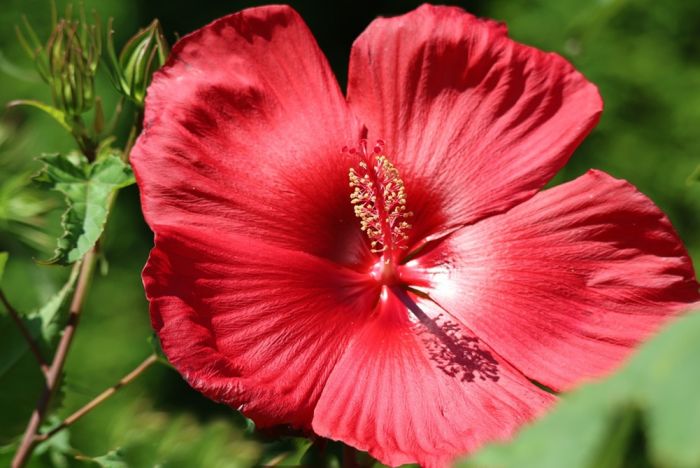 Blüte
