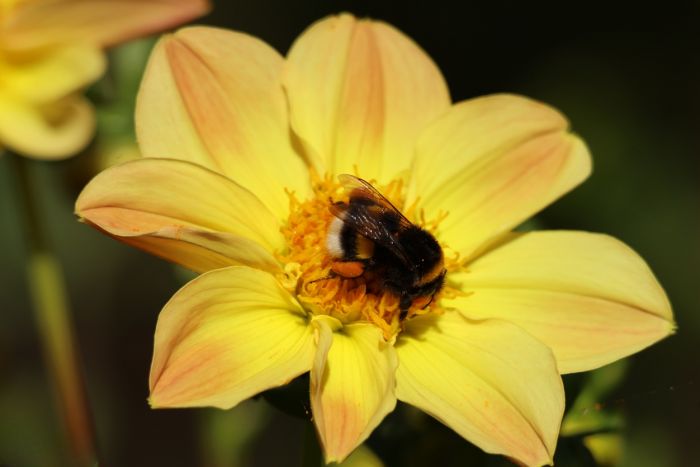 Hummel