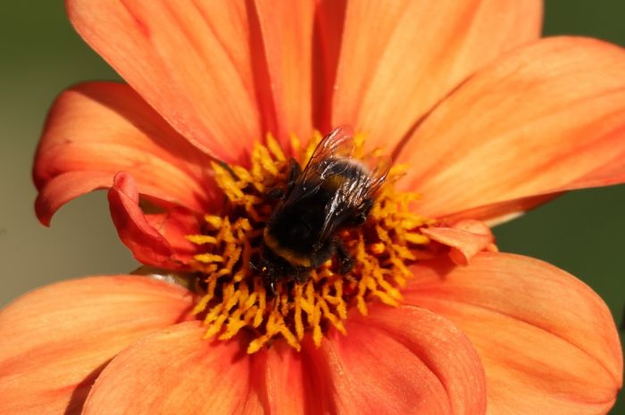 Hummel