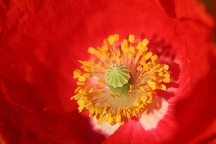 Mohn