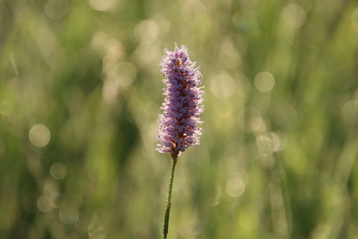 Gräser