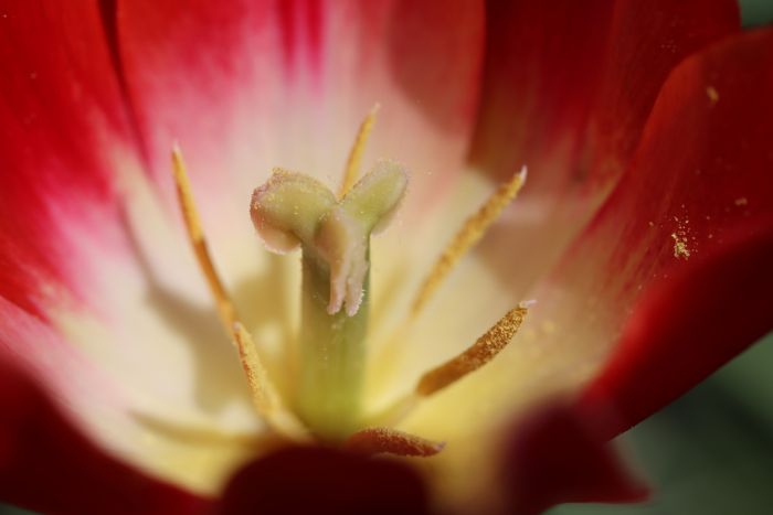 Tulpe