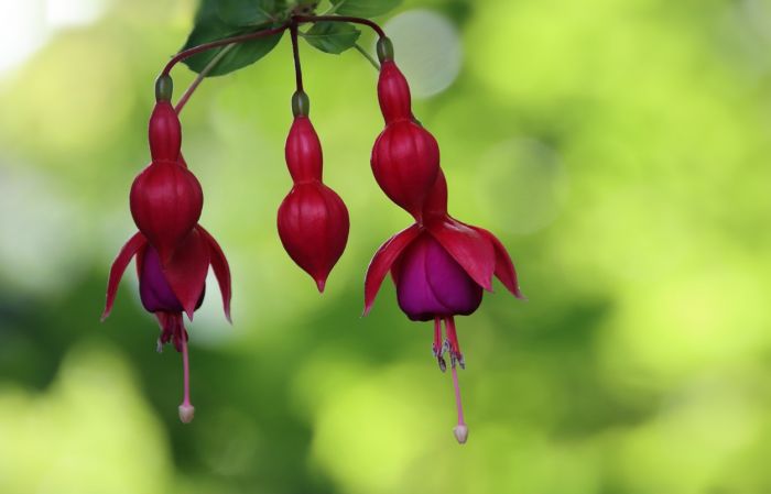 Fuchsien